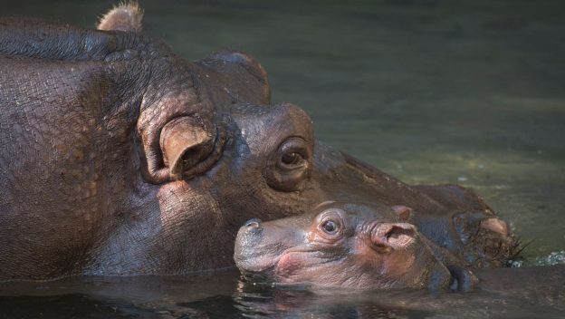 VIDEO: New Baby Hippo At Disney's Animal Kingdom