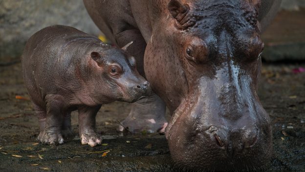 Baby Hippo At Animal Kingdom Name And Gender Reveal