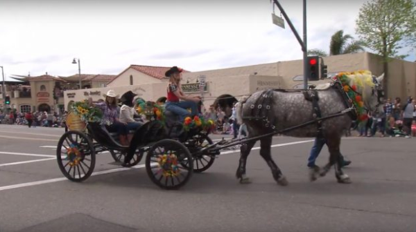Disneyland Resort Horses Appear in Swallows Day Parade