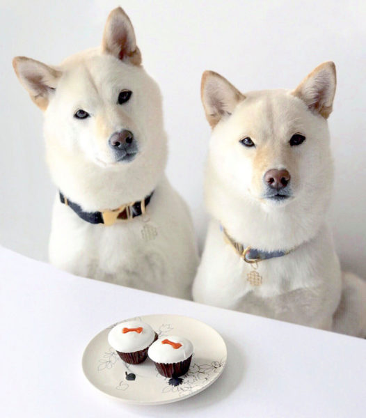 Sprinkles Now Offering Pupcakes