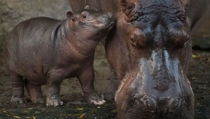 Animal Kingdom's baby hippo