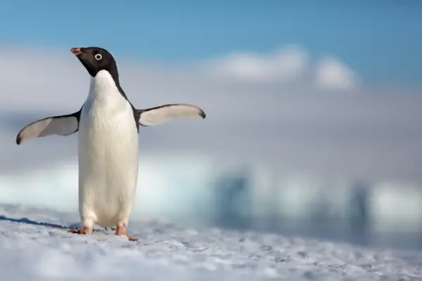 Disneynature Penguins trailer