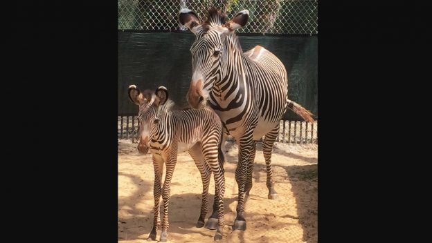 Baby Zebras Born At Animal Kingdom Park